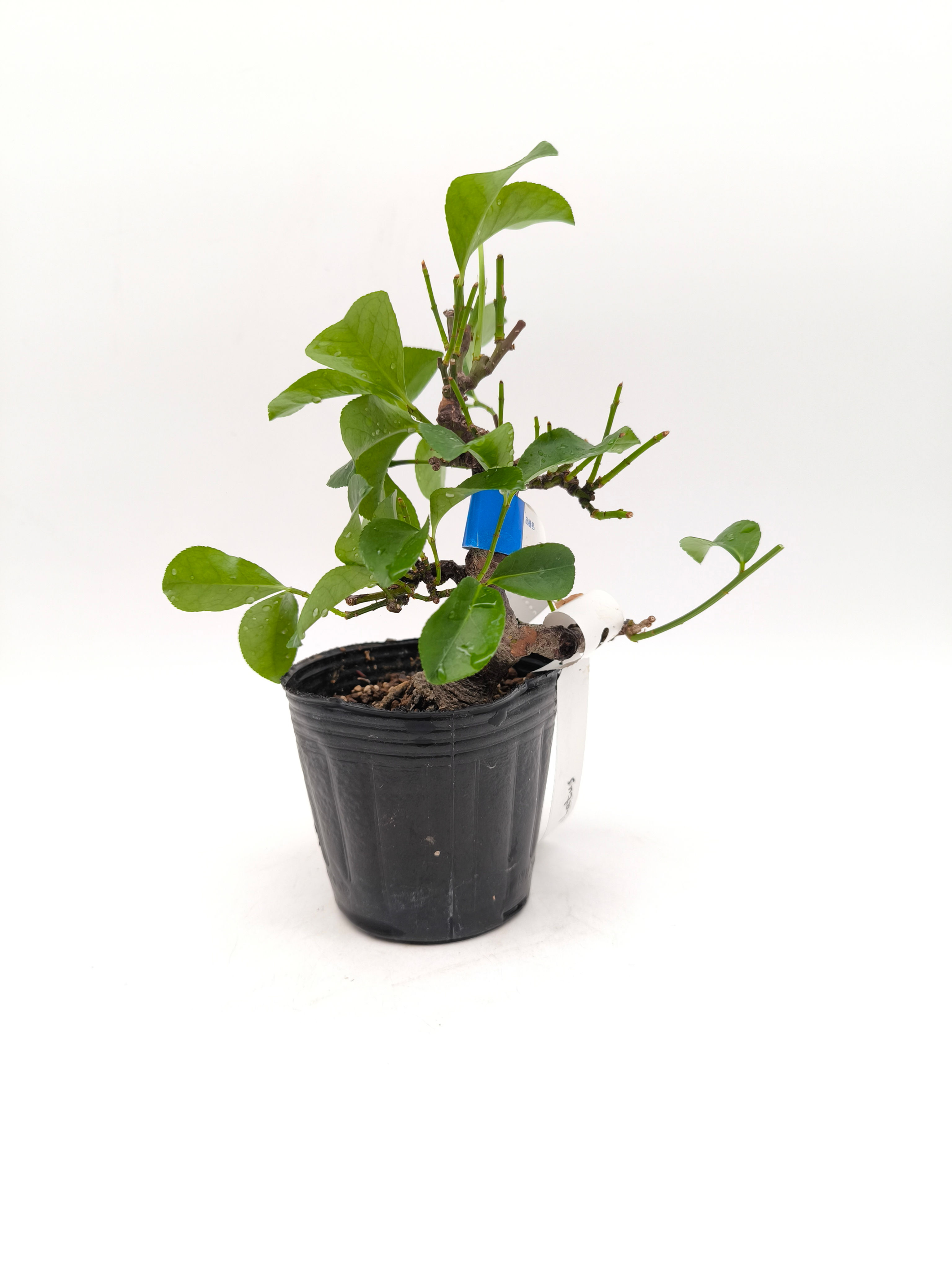 Baumwürger - Celastrus orbiculatus, Bonsai/ Shohin