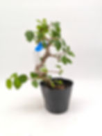 Koreanische Hainbuche - Carpinus coreana, Bonsai/ Rohling