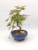 Rotaustreibender Fächerahorn - Acer palmatum 'Deshojo', Bonsai/ Rohlin
