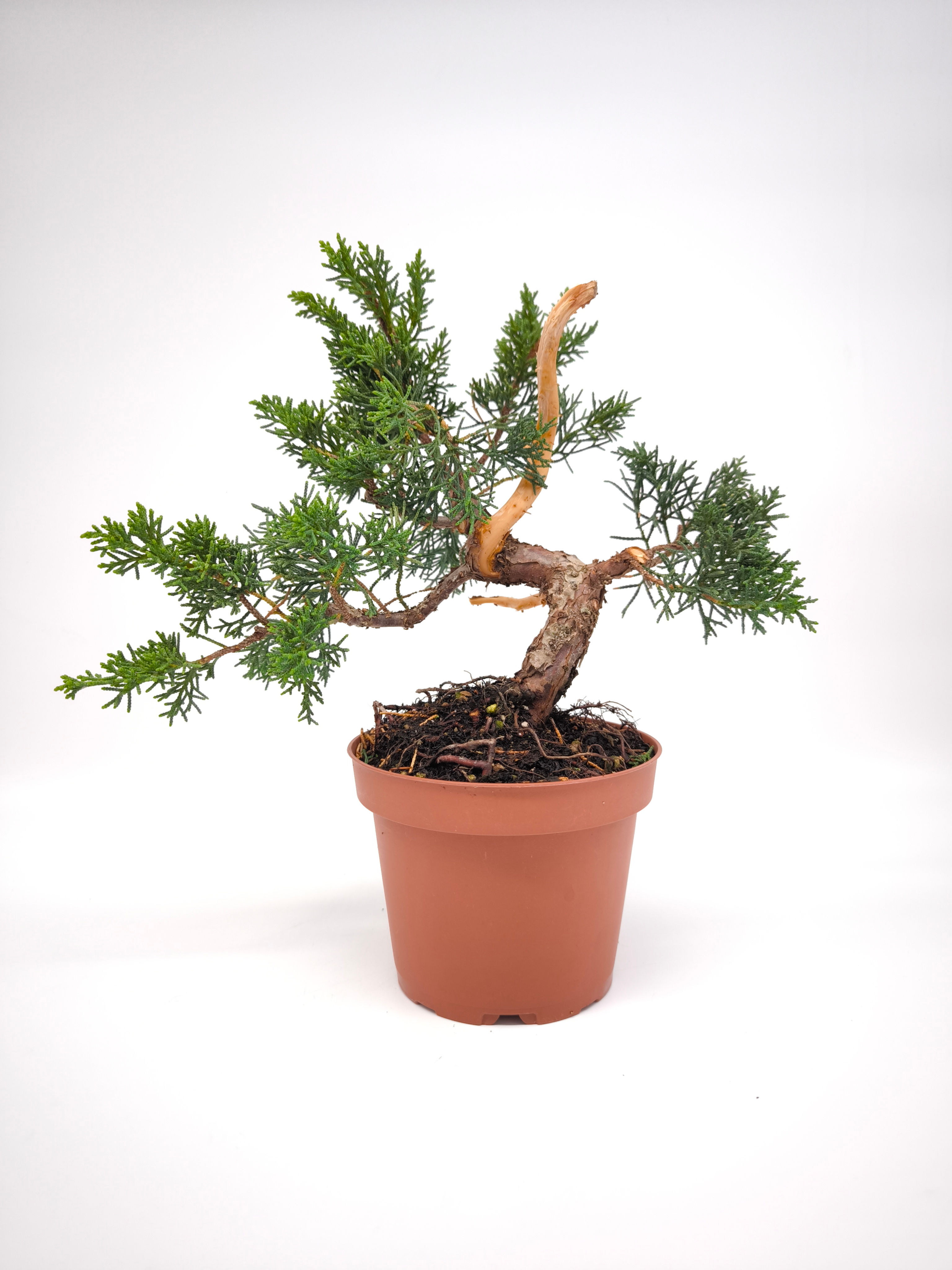Chinesischer Wacholder - Juniperus chinensis 'Kyushu', 10 Jahre, Bonsai/ Rohling