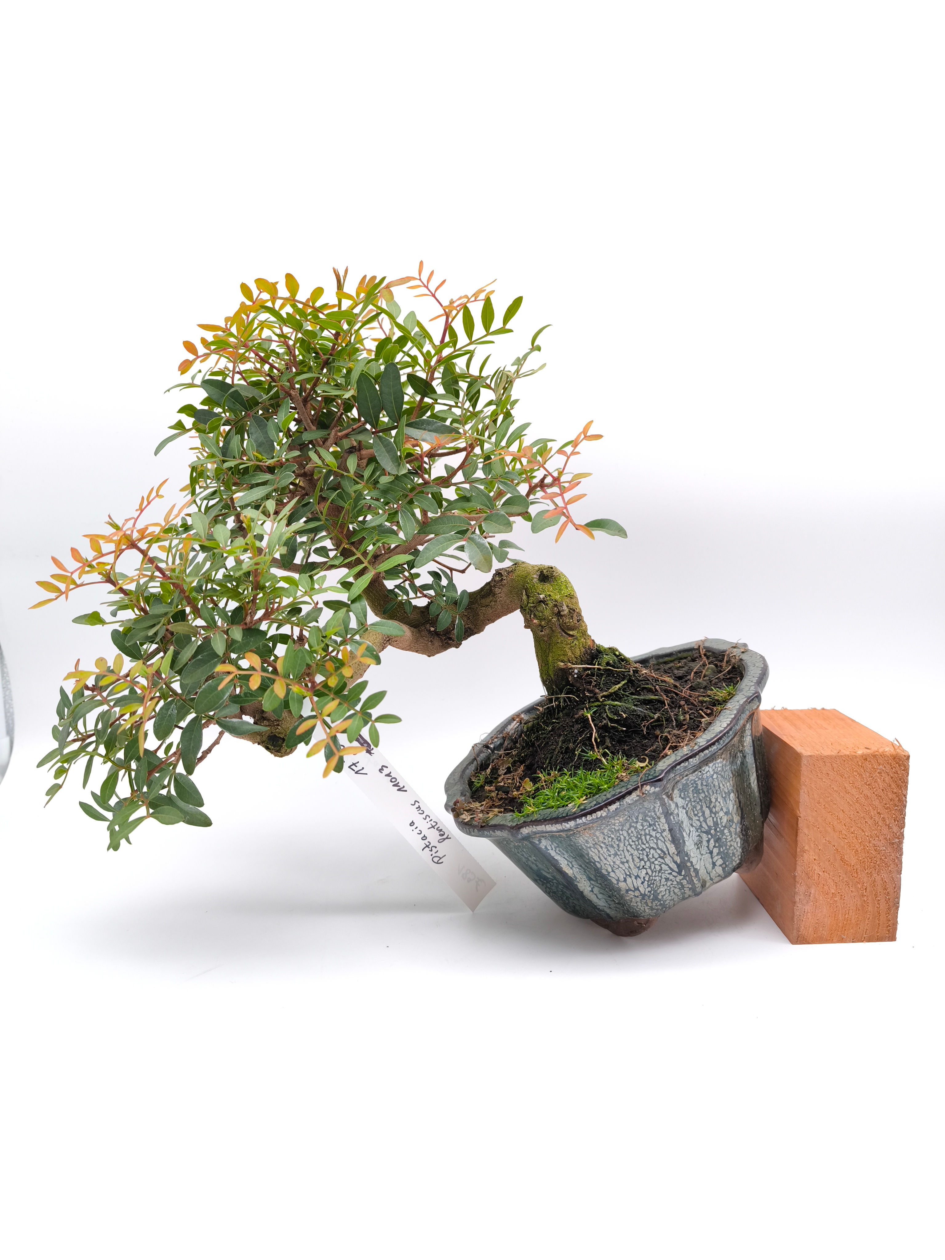 Wilde Pistazie, Mastixstrauch - Pistacia lentiscus, 17 Jahre, Bonsai/ Rohling