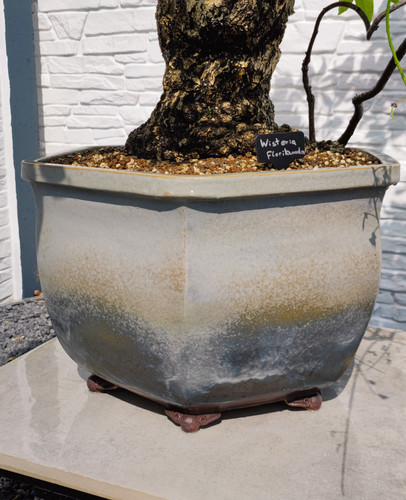 olivo bonsai prezzo Pianta di Ulivo - Olea europaea main image 0