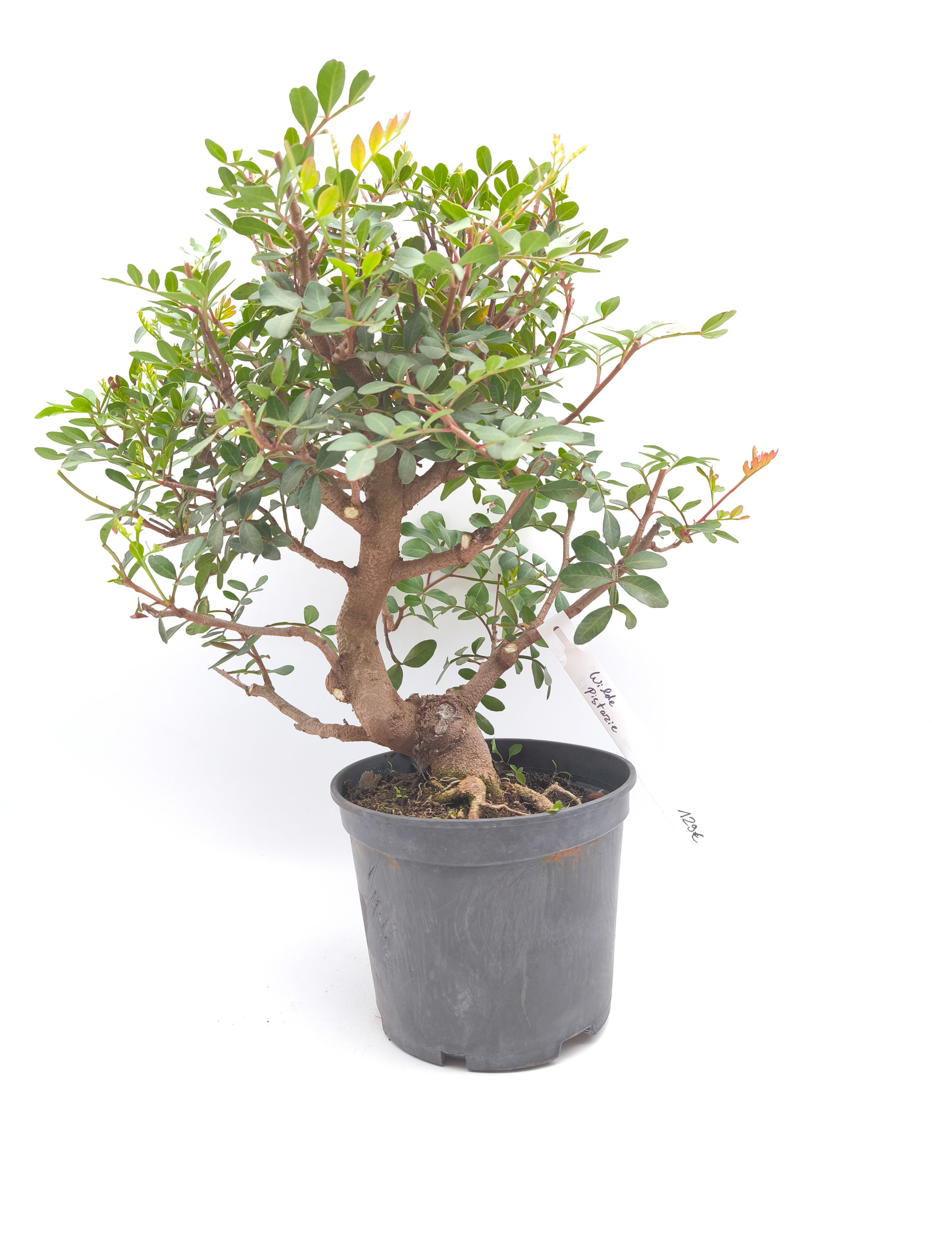 Wilde Pistazie, Mastixstrauch - Pistacia lentiscus, 13 Jahre, Bonsai/ Rohling