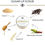 Thumbnail: SUGAR LIP SCRUB - HONEY & VANILLA and JOJOBA OIL & VITAMIN E - 50g