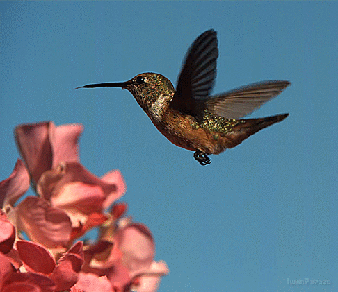 hummingbird video 3.gif