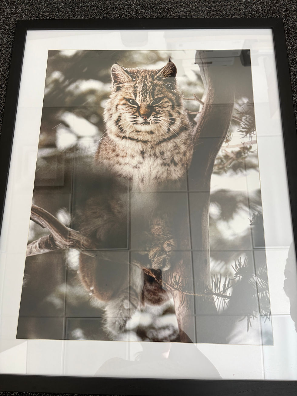 Thumbnail: Bobcat in tree looking - Mimi Photography 