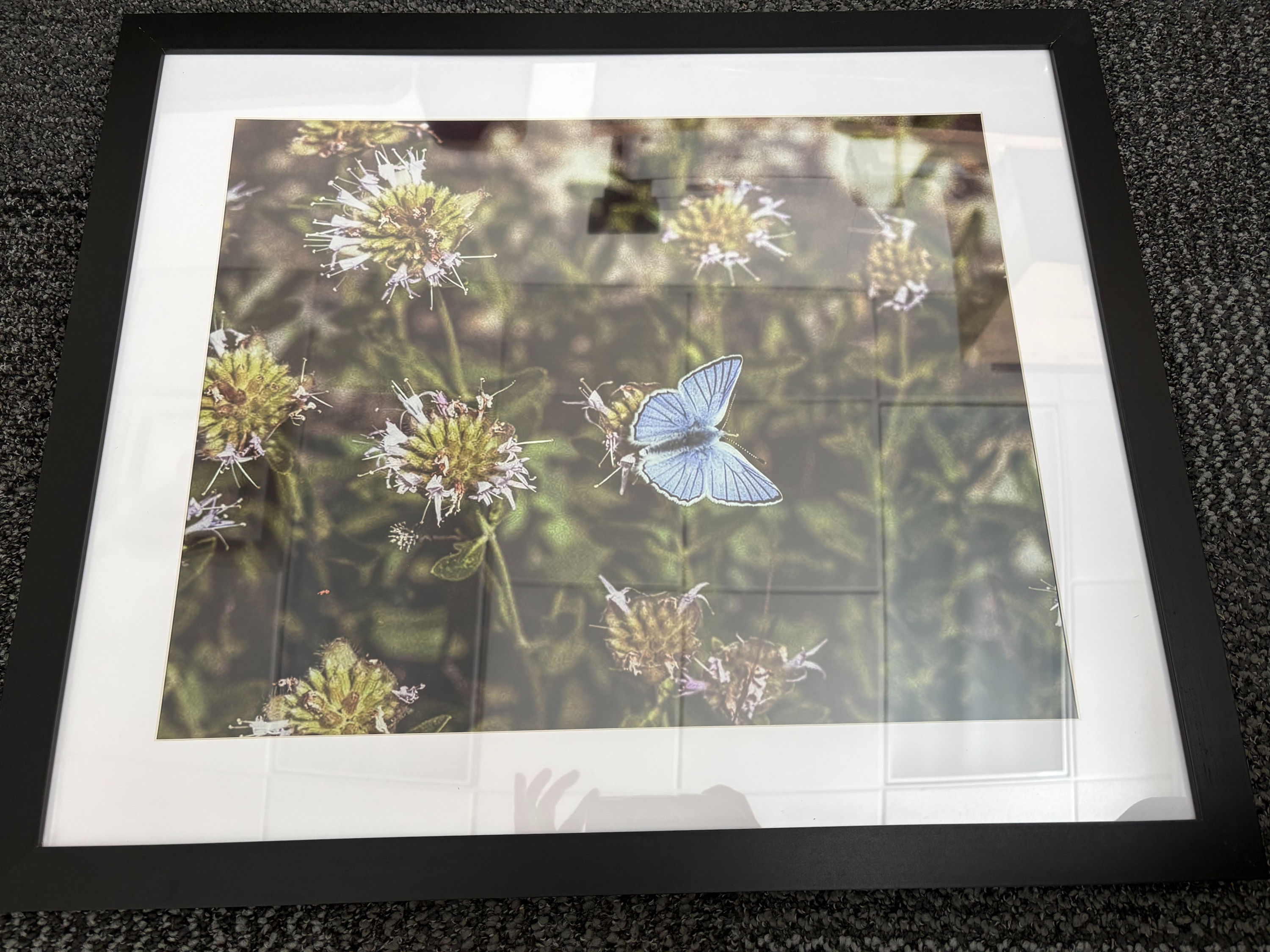 Closeup butterfly framed - Mimi Photography