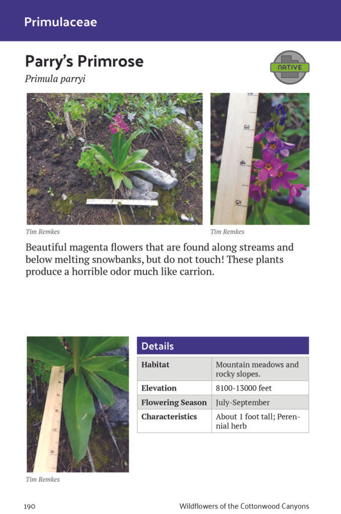 Thumbnail: Wildflower Guide Book of Cottonwood Canyons