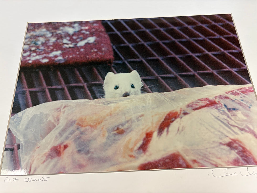 Thumbnail: Signed Photograph with Mat - Alta ermine