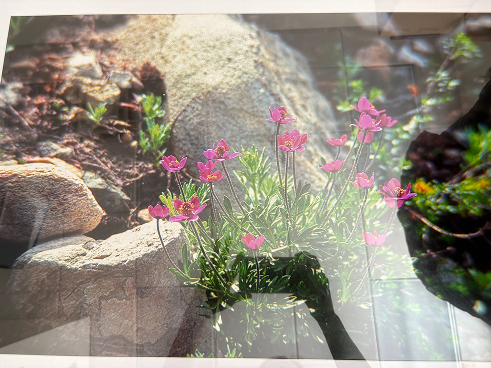 Thumbnail: Flower closeup - Mimi photography 