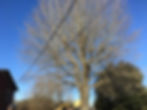 Before picture of a tree that needed trimming