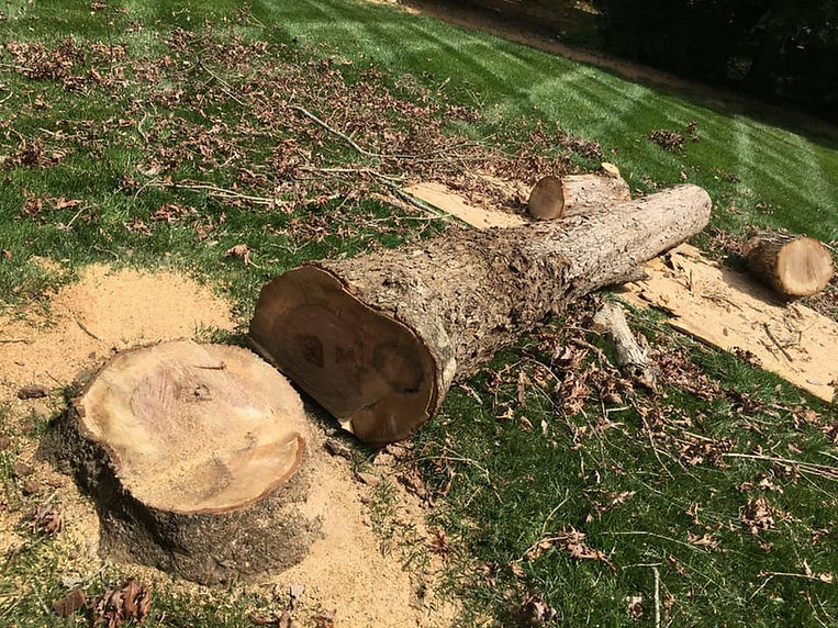 Pope Tree Service Trees | Pope's Tree Service, LLC