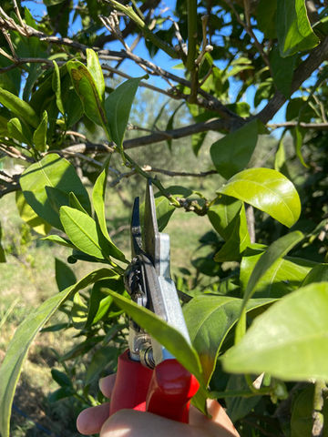 Budama