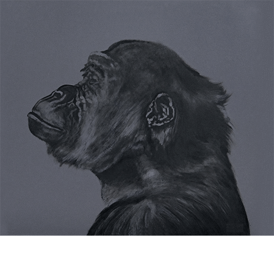 Chimpanzé