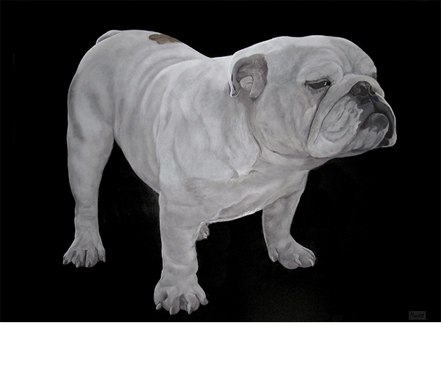 Bulldog
