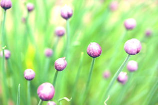 Flower Buds_edited_edited.jpg