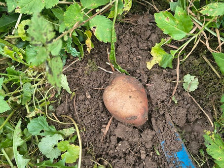 Radna terapija i nagrada