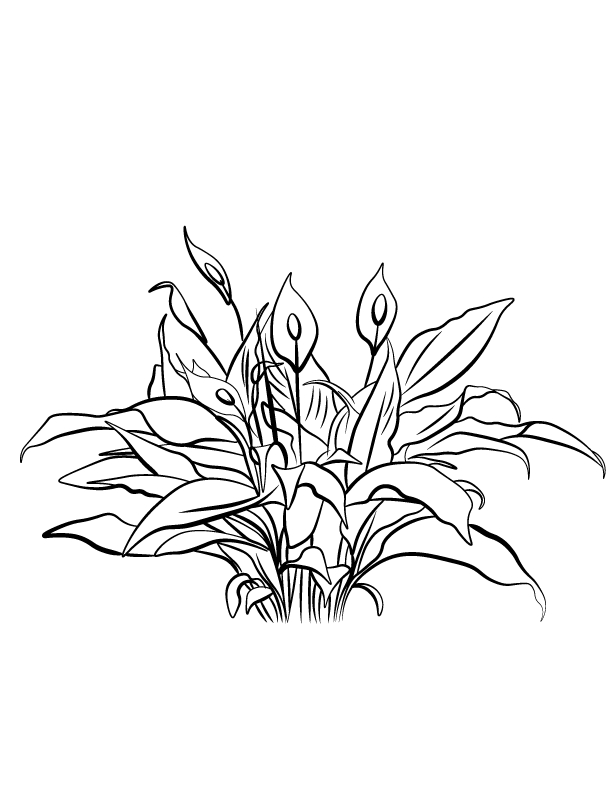 peace-lily.gif