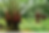 Palm-Oil-Plantation-1.png