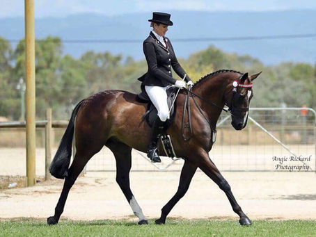 Show Ring Success for Swettenham