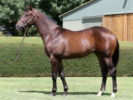 Home & Abroad – Michael Niall
A life breeding & racing thoroughbreds