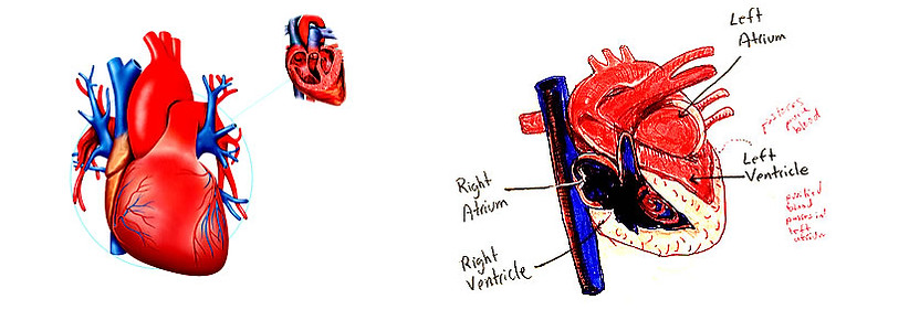 heart set1.jpg