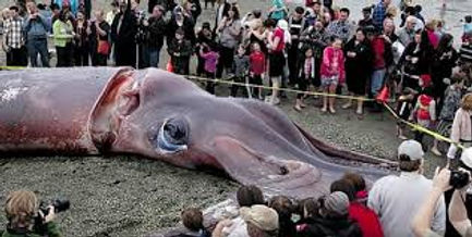 largestsquid.jpg