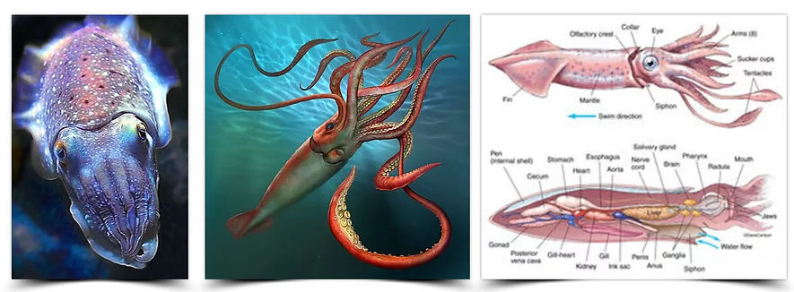 squid set 5.jpg