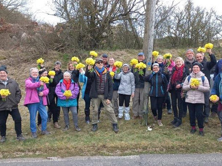 Marche aux jonquilles 15 03 2023