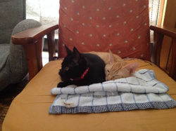 里親さんのおうちで