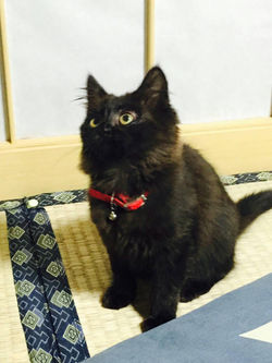 里親さんのおうちで