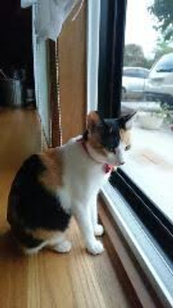 里親さんのおうちで