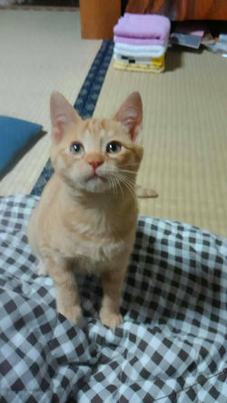 里親さんのおうちで