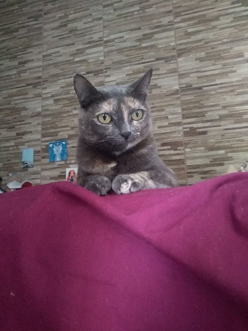 Gata Kiki em casa