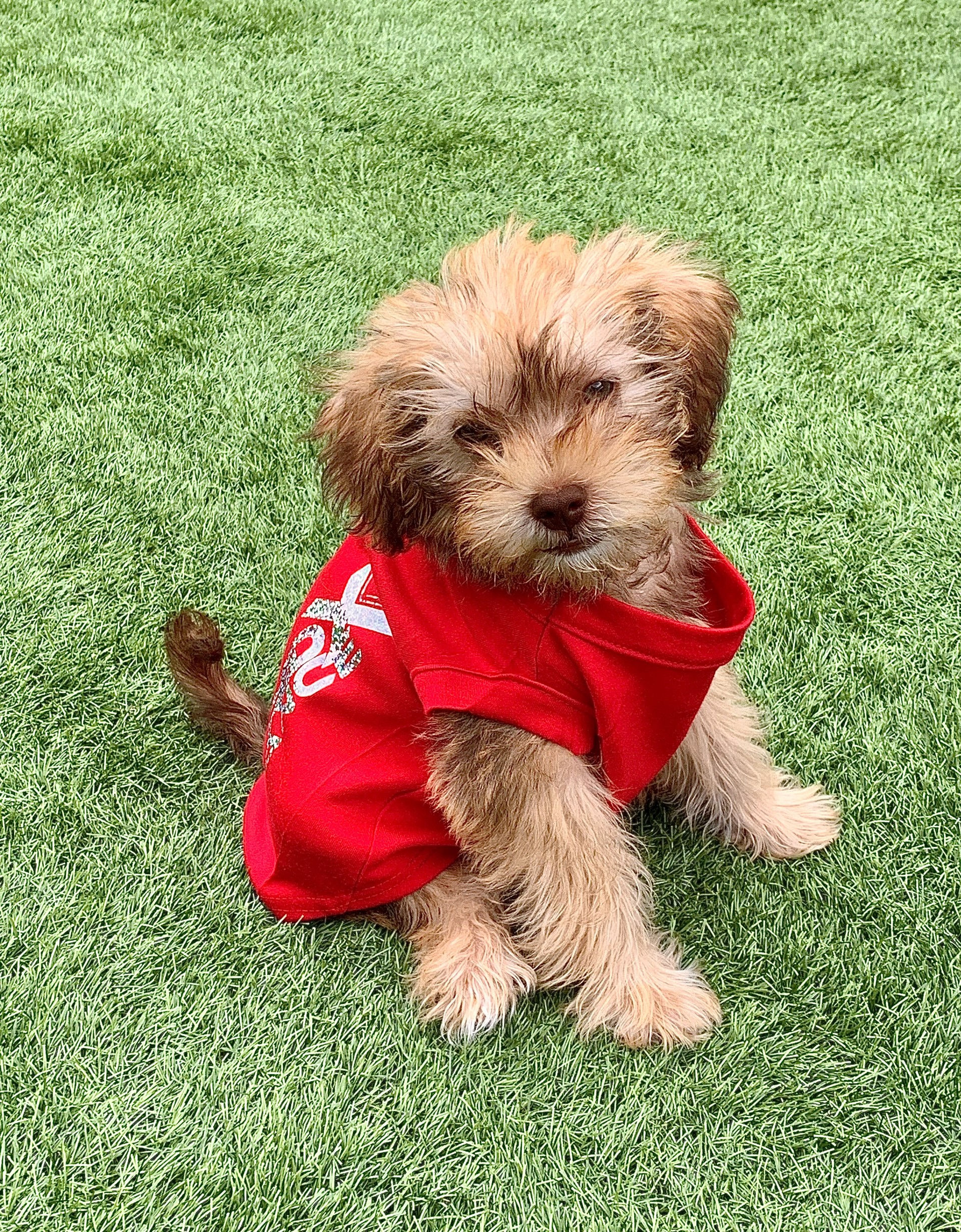 SMALL RedX designer dog coat