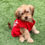 Thumbnail: SMALL RedX designer dog coat