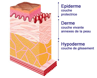 schema peau.gif