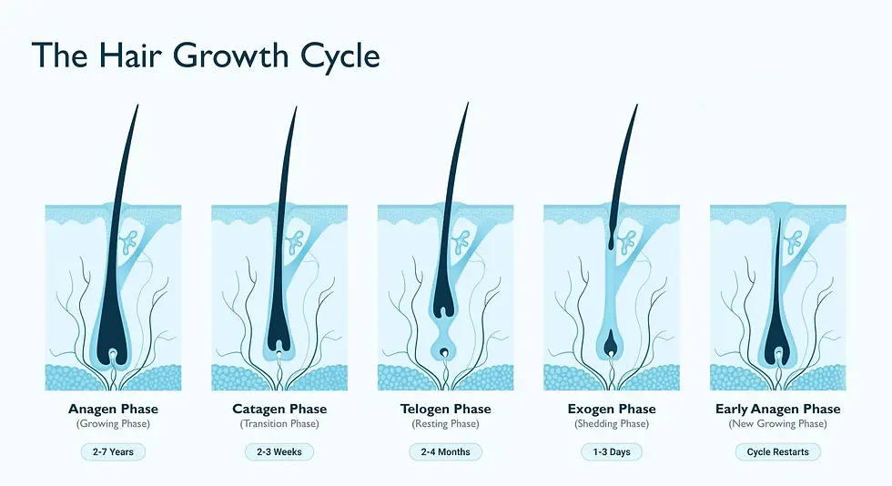 Hair Growth Cycle