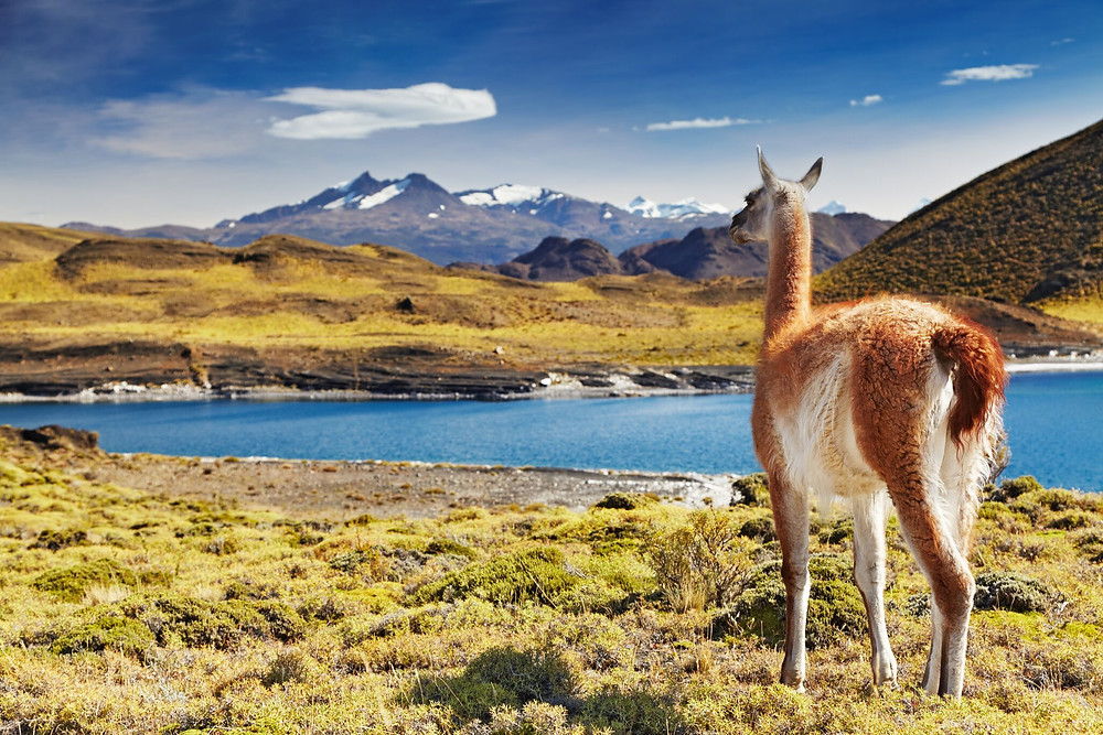 Argentina and Chile