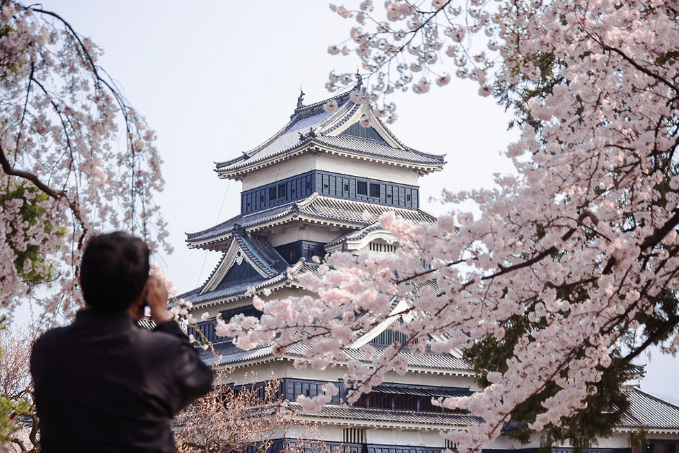 Cherry blossom in Japan