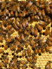 Honeybees & Salt Water, First Summer Hive Inspection