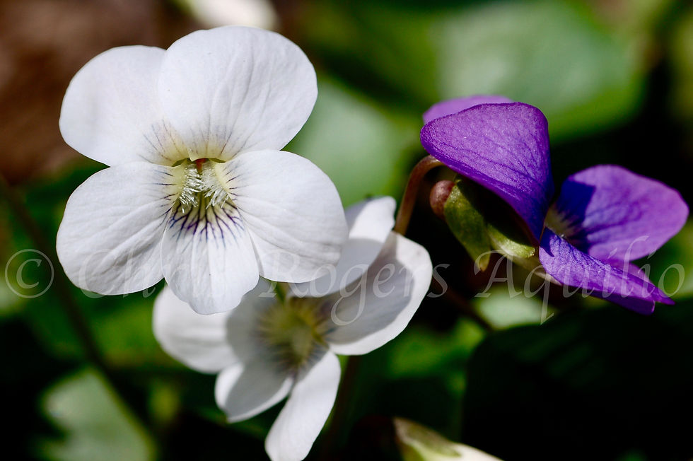 viola odorata blue and white