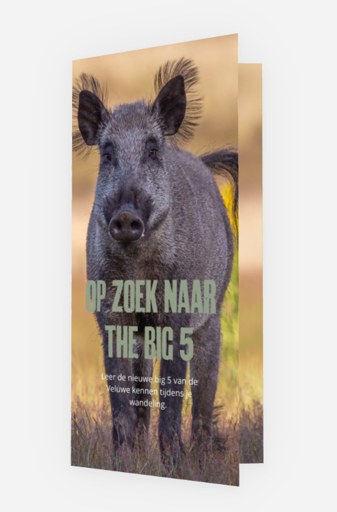 Thumbnail: Sporenkaart (5x) - Op zoek naar de Big 5