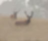 edelherten%20hert%20veluwe%20bosproeveri