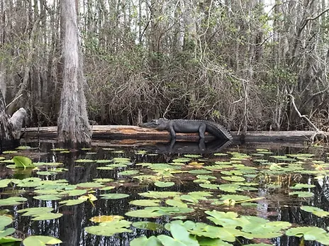 Okefenokee Swamp