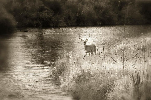 buck deer on mission creek