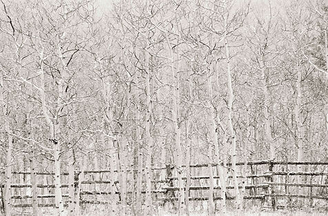 winter aspen trees by Scott Wheeler Photography