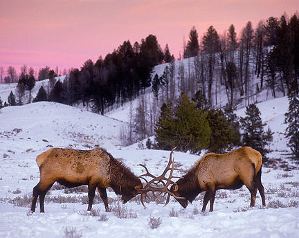 bull elk sparring by Scott Wheeler Photography