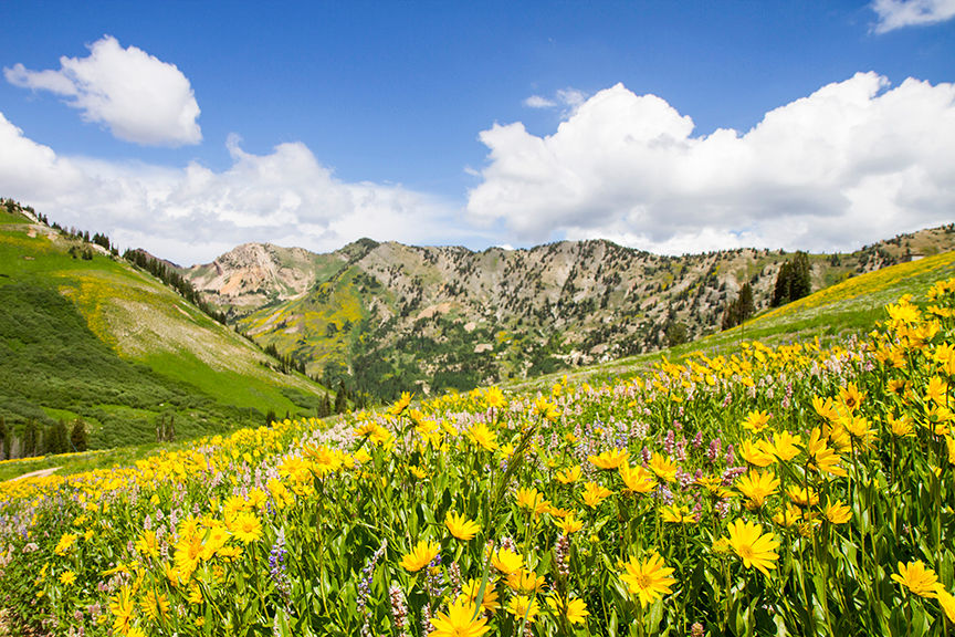 Alta Wildflowers, Utah