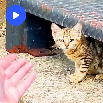 Screenshot 2024-10-03 at 11.32.41 AM.png